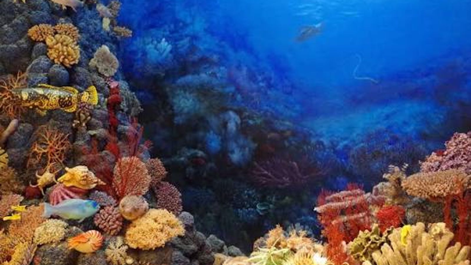 Wakatobi: An 8-Day Diving Itinerary in Southeast Sulawesi