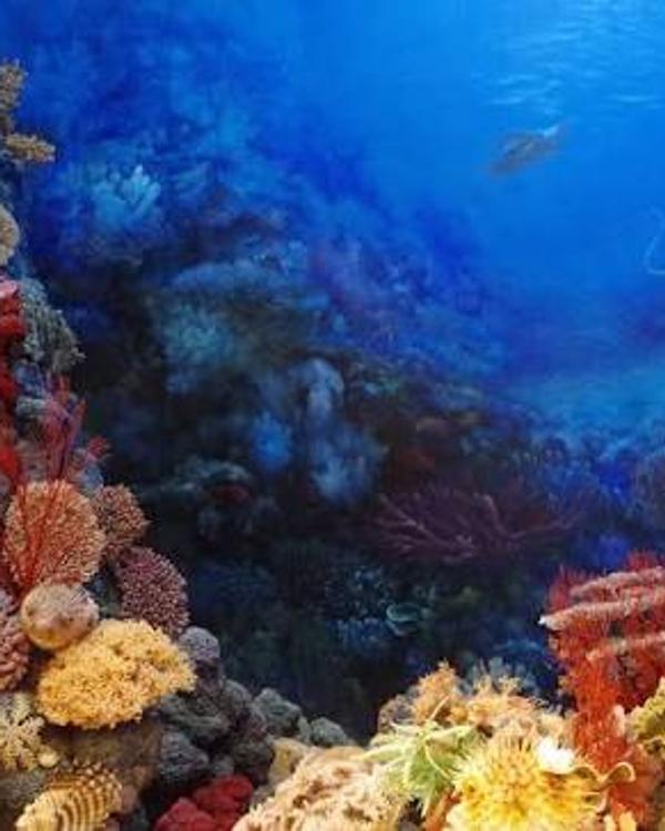 Wakatobi: An 8-Day Diving Itinerary in Southeast Sulawesi