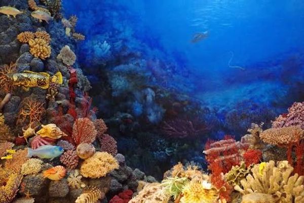 Wakatobi: An 8-Day Diving Itinerary in Southeast Sulawesi
