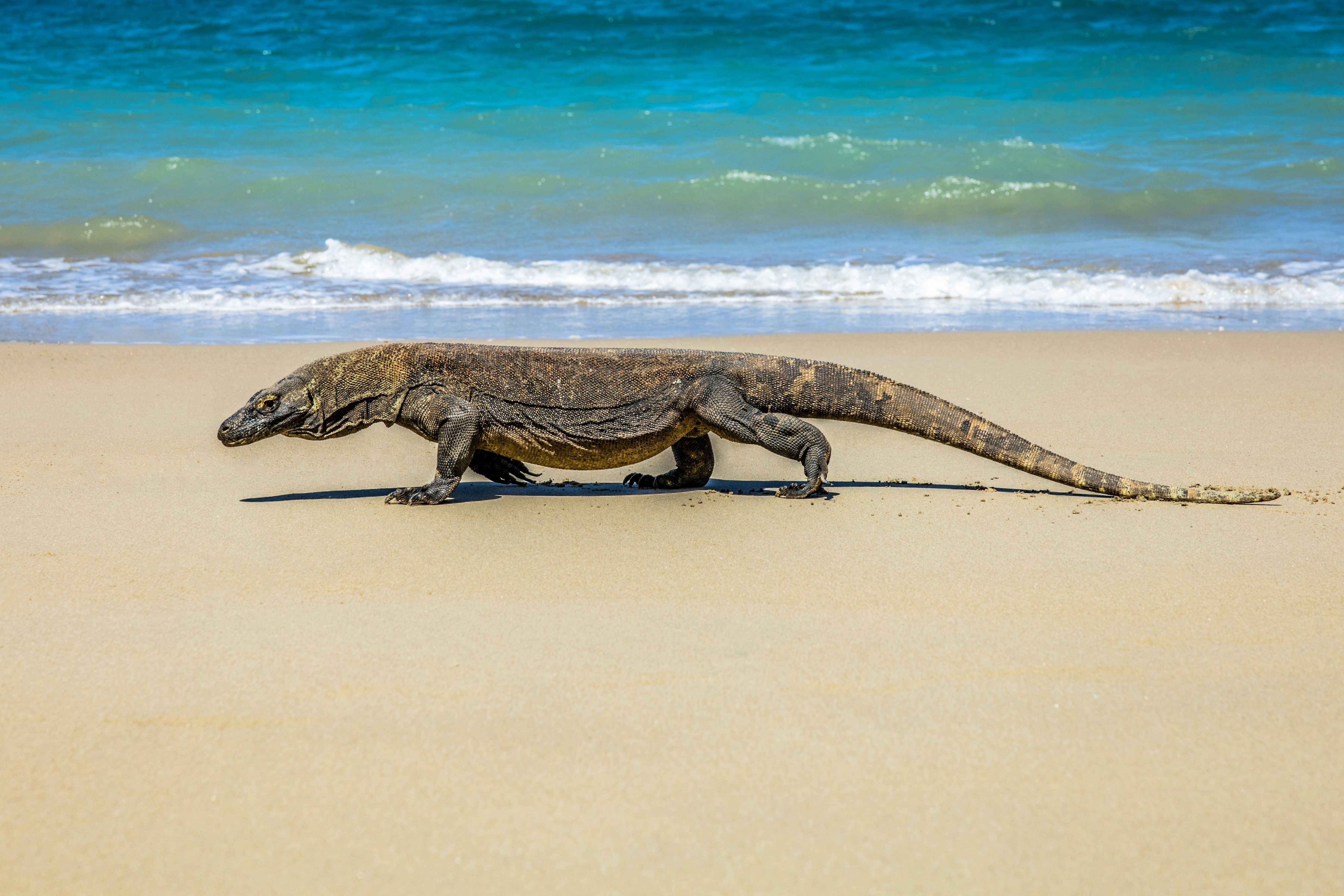 Komodo National Park dragons, Padar viewpoint and Pink Beach