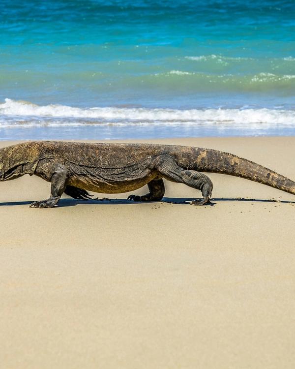 Komodo National Park dragons, Padar viewpoint and Pink Beach