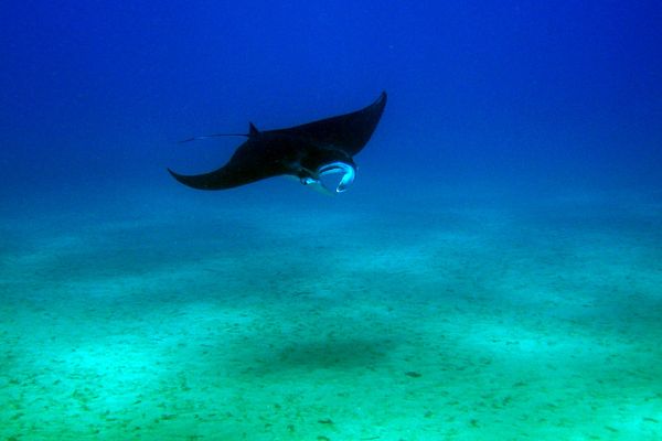 A manta ray gliding over the sandy bottom at a cleaning station off Nusa Penida
