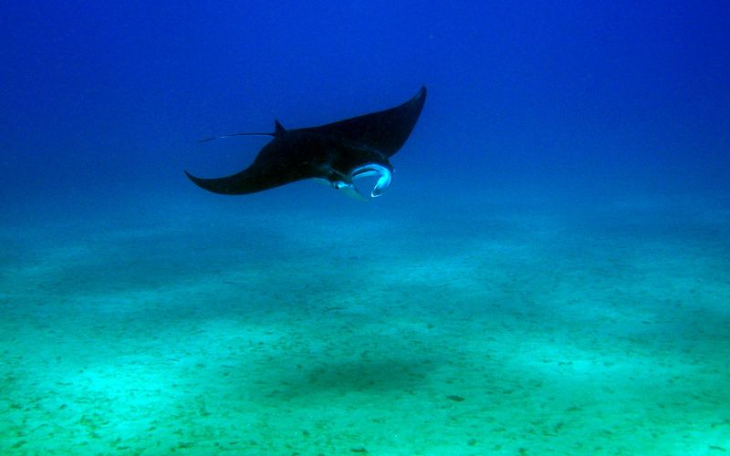 A manta ray gliding over the sandy bottom at a cleaning station off Nusa Penida