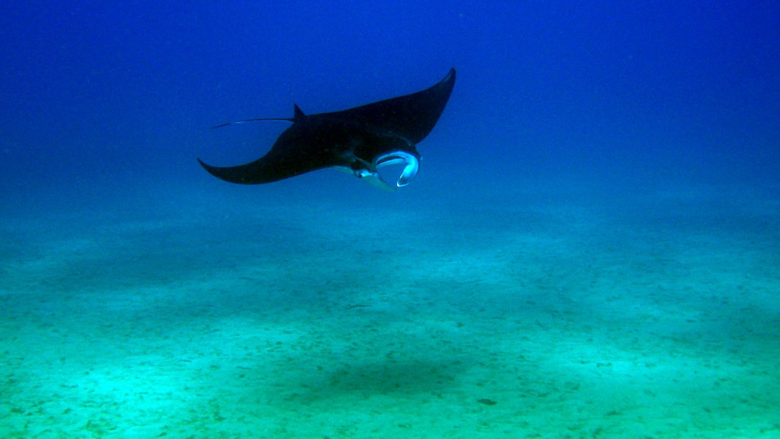 A manta ray gliding over the sandy bottom at a cleaning station off Nusa Penida
