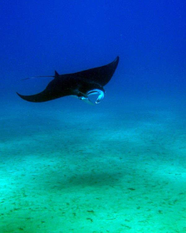 A manta ray gliding over the sandy bottom at a cleaning station off Nusa Penida