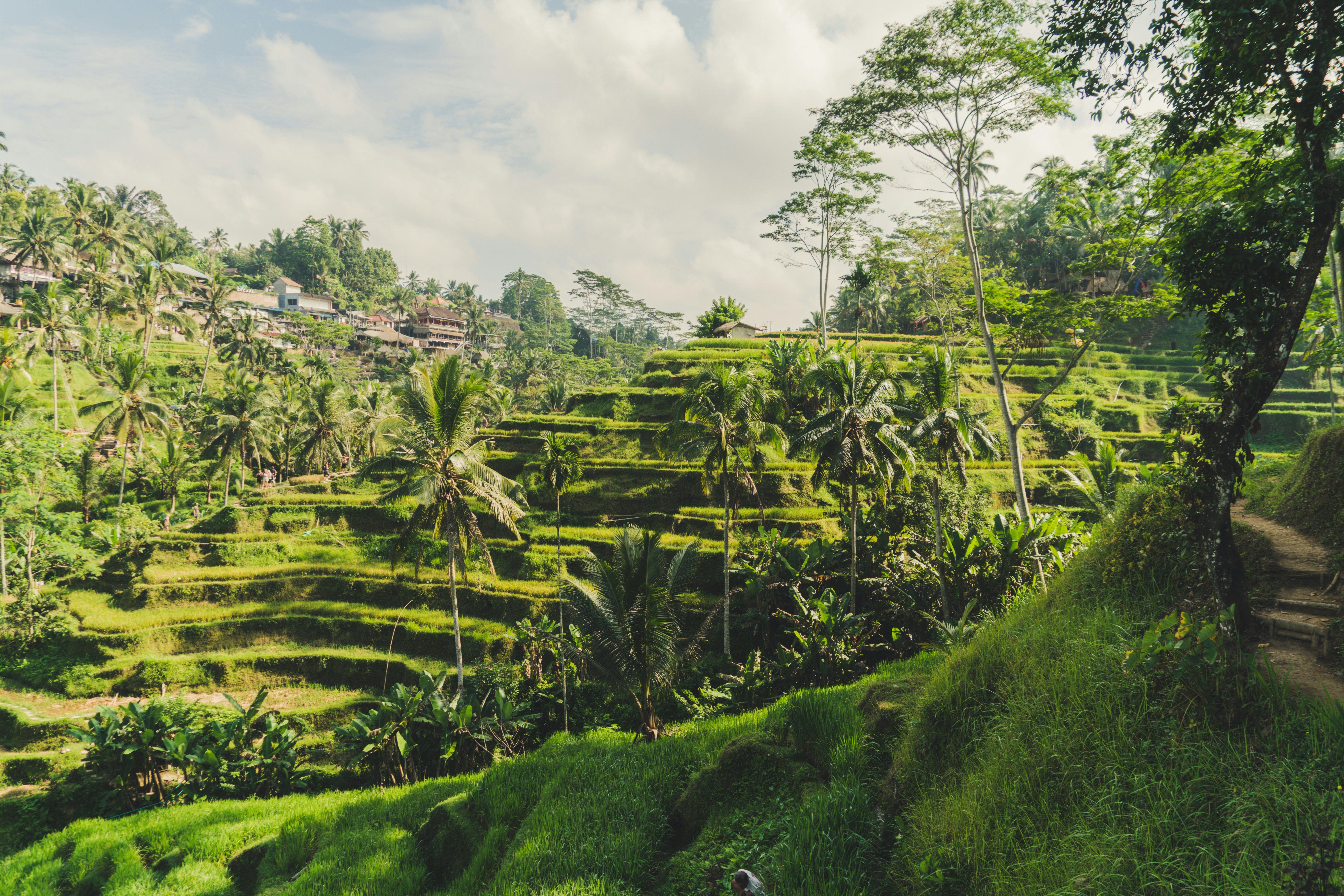 Bali landscape — Ubud rice terraces, Canggu surf and Uluwatu cliffs