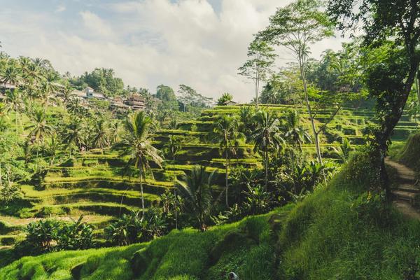 Bali landscape — Ubud rice terraces, Canggu surf and Uluwatu cliffs