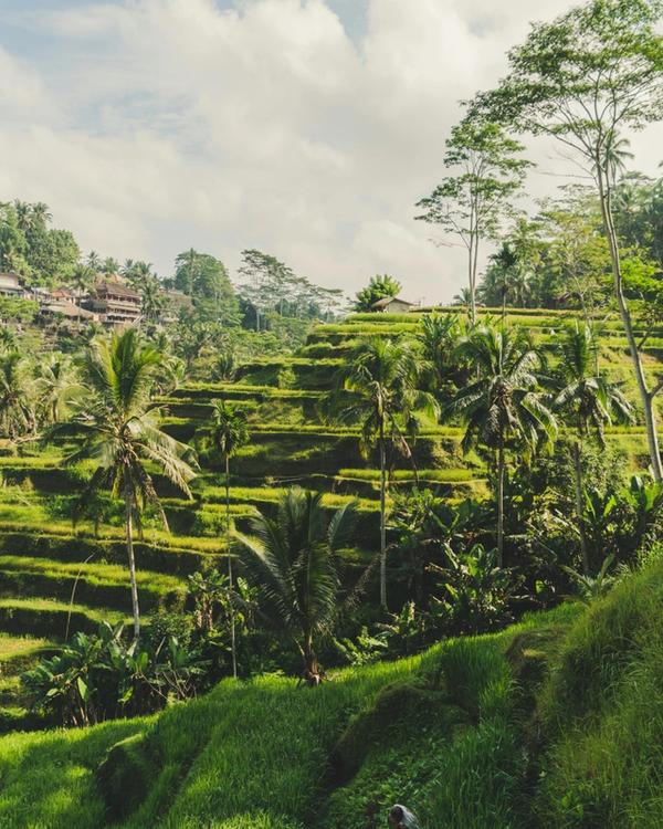 Bali landscape — Ubud rice terraces, Canggu surf and Uluwatu cliffs