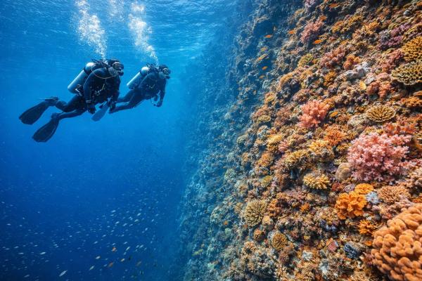 A coral wall at Menjangan Island dropping away into open blue water, West Bali National Park