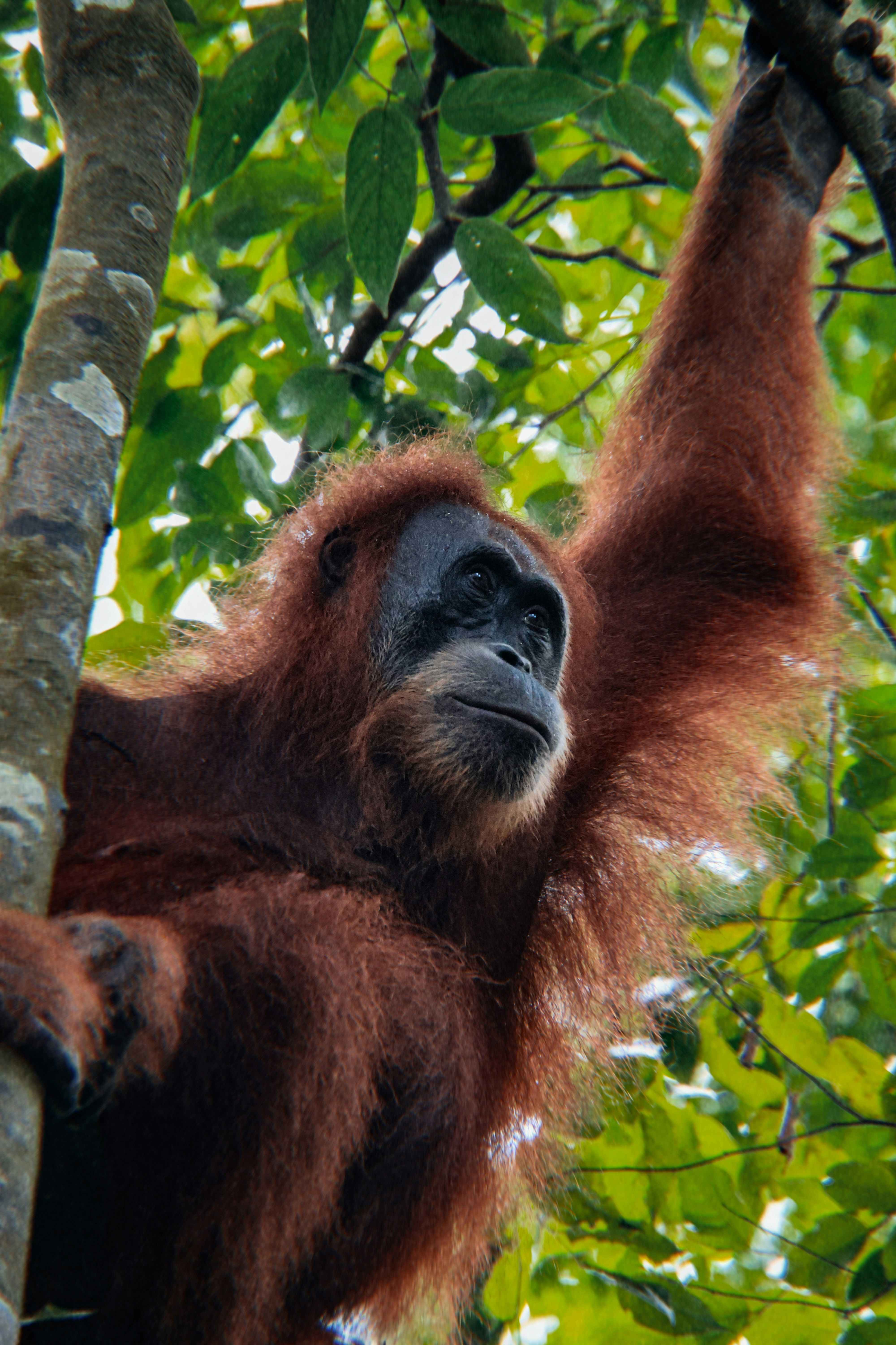North Sumatra jungle, Lake Toba caldera and Bukit Lawang orangutan habitat