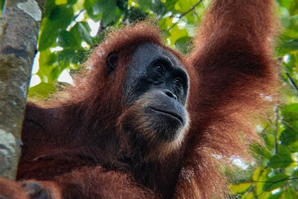 North Sumatra jungle, Lake Toba caldera and Bukit Lawang orangutan habitat