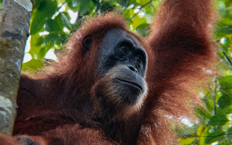 North Sumatra jungle, Lake Toba caldera and Bukit Lawang orangutan habitat
