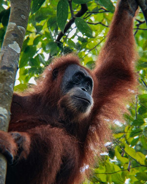 North Sumatra jungle, Lake Toba caldera and Bukit Lawang orangutan habitat