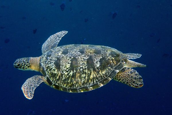 Green sea turtle swimming in clear blue water over a reef