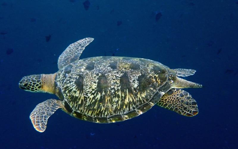 Green sea turtle swimming in clear blue water over a reef