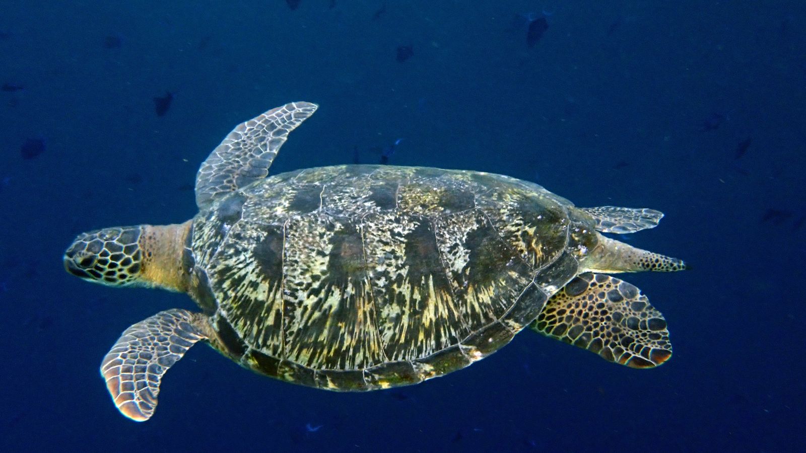 Green sea turtle swimming in clear blue water over a reef