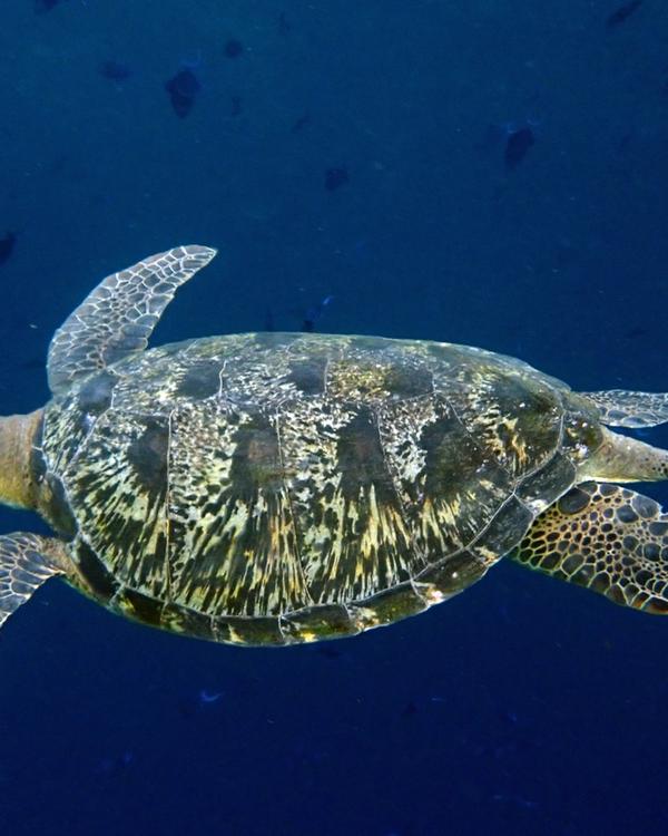 Green sea turtle swimming in clear blue water over a reef