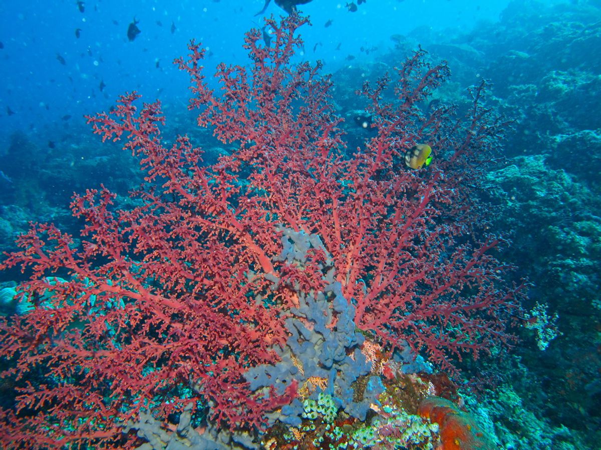 Red soft coral on a reef wall in Bunaken National Marine Park, North Sulawesi