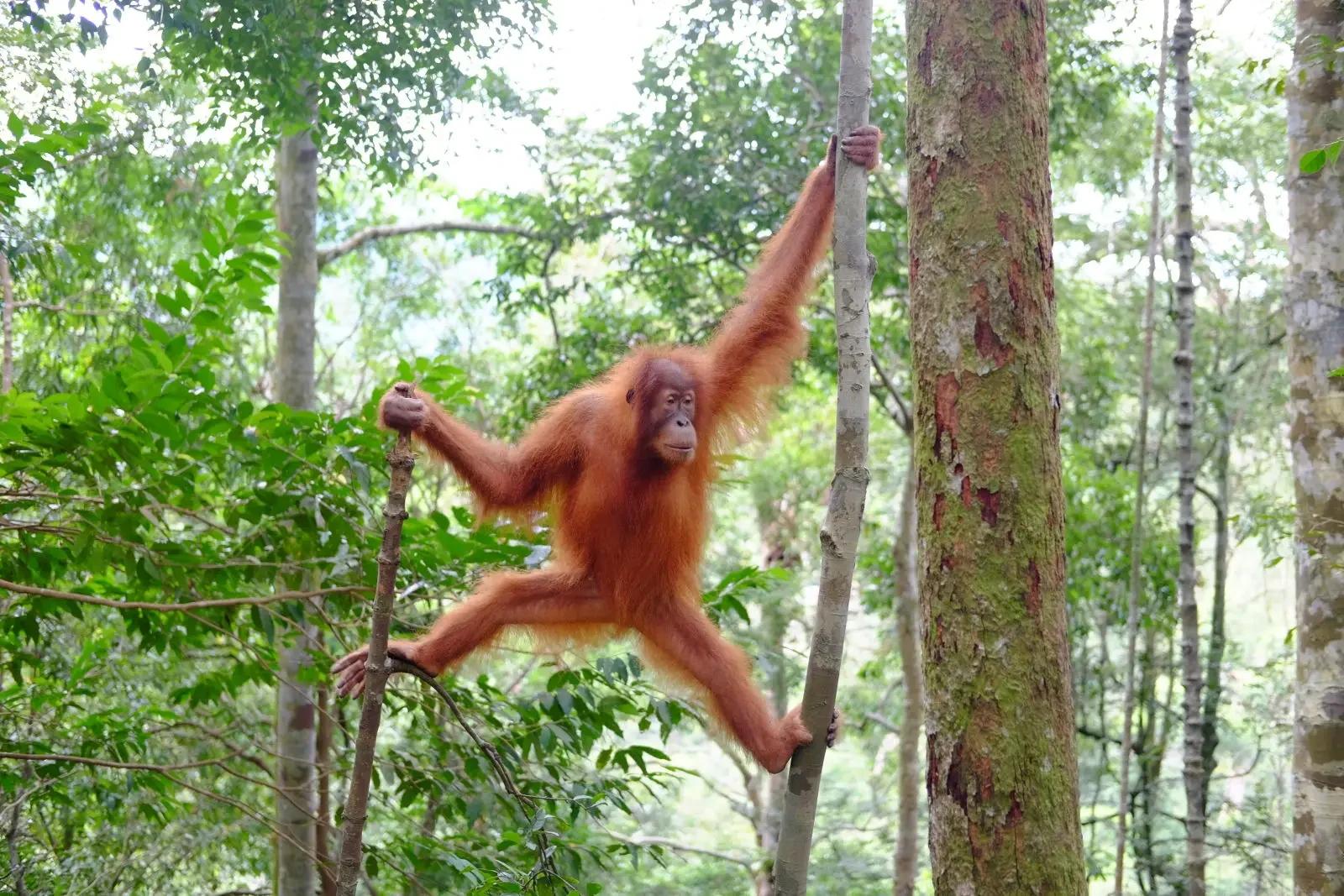 A wild Sumatran orangutan climbing between trees in the Bukit Lawang rainforest