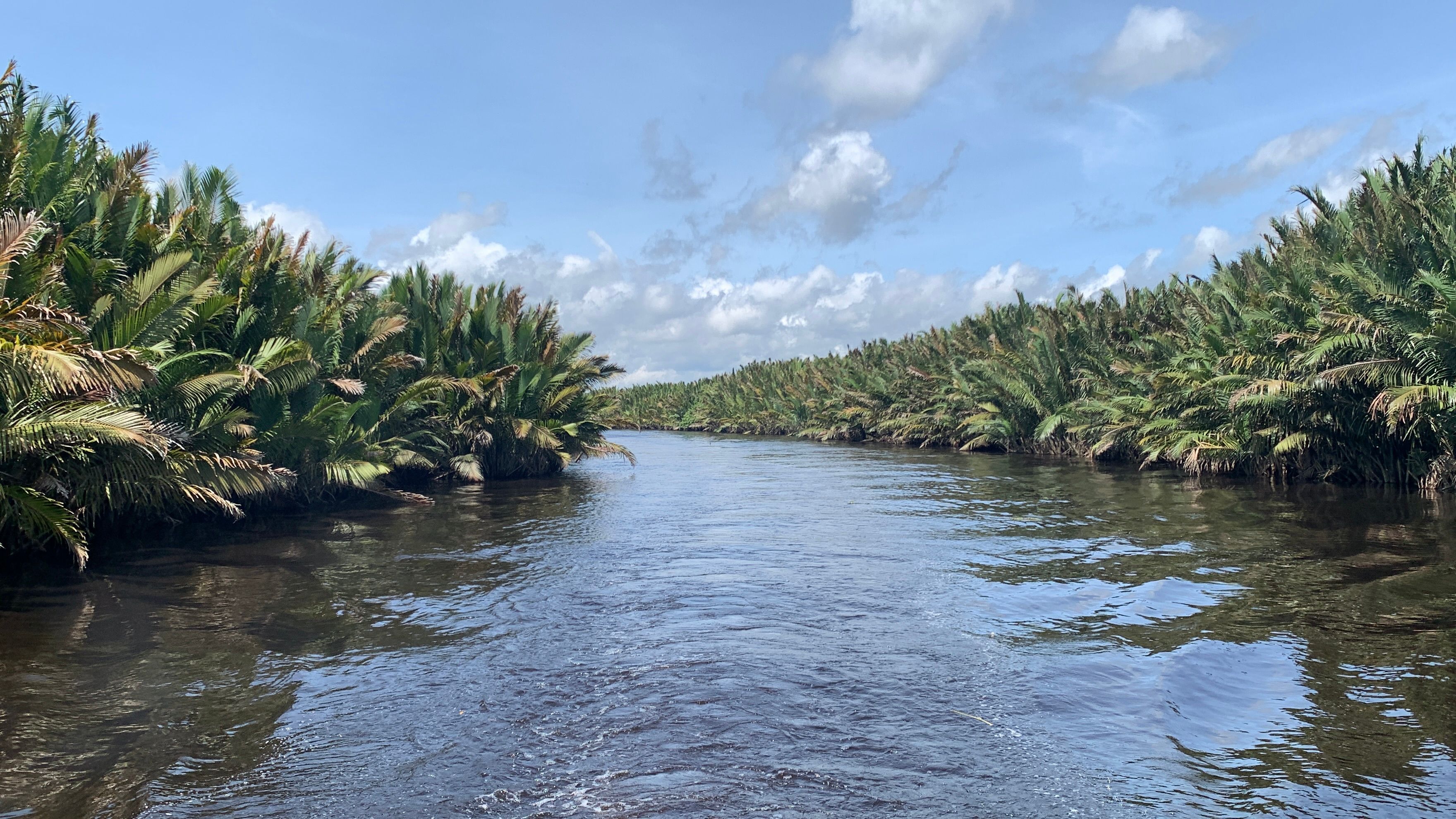 Sungai Sekonyer, the tea-coloured river winding through Tanjung Puting National Park, Borneo