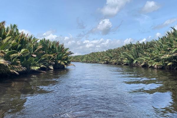 Sungai Sekonyer, the tea-coloured river winding through Tanjung Puting National Park, Borneo