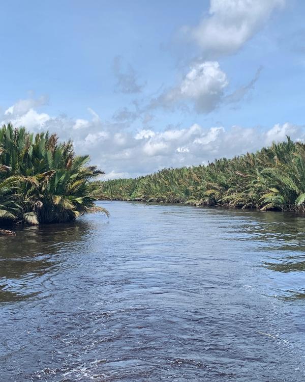 Sungai Sekonyer, the tea-coloured river winding through Tanjung Puting National Park, Borneo