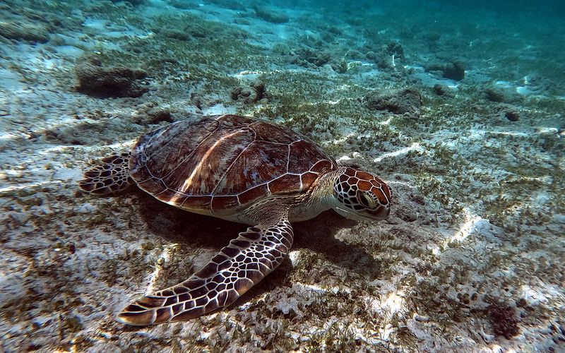A green sea turtle resting on shallow reef in the Derawan Islands