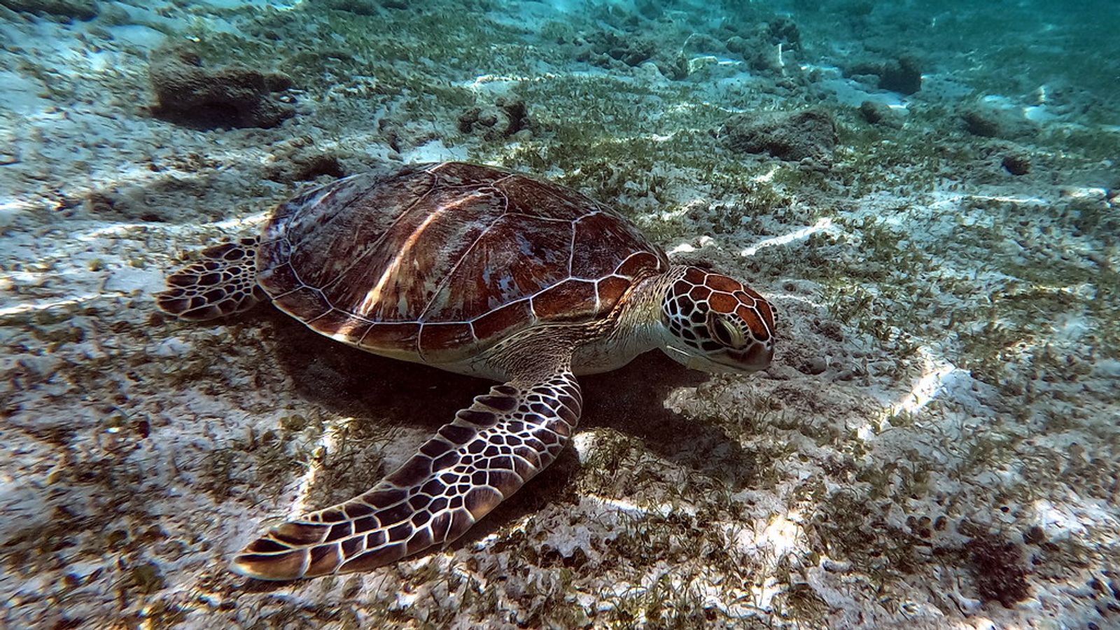 A green sea turtle resting on shallow reef in the Derawan Islands