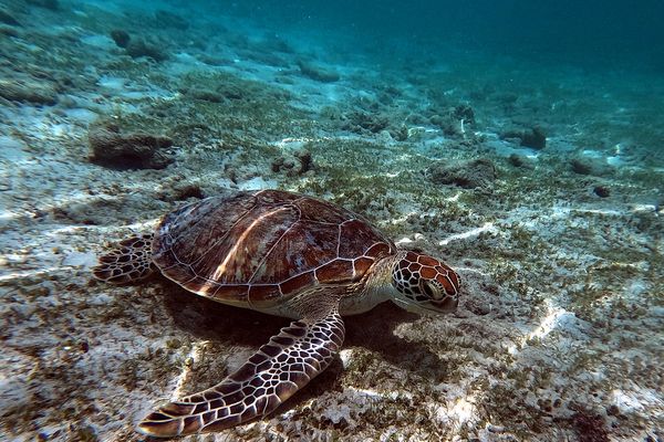 A green turtle resting on the shallow reef off the Gili Islands