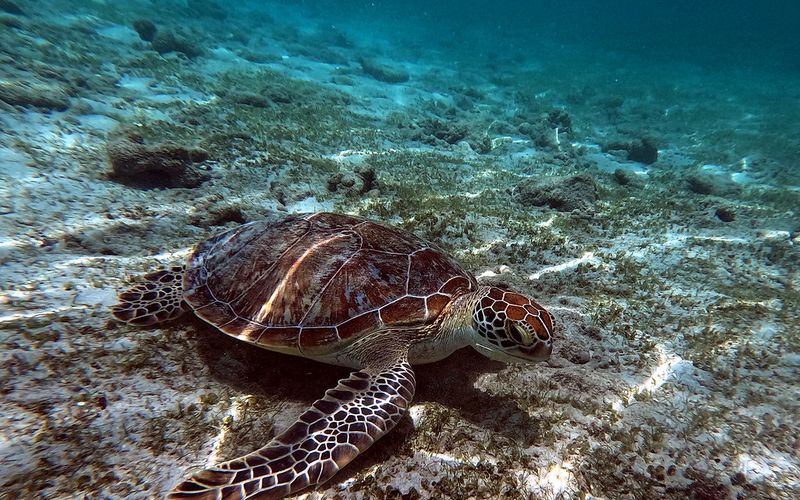 A green turtle resting on the shallow reef off the Gili Islands