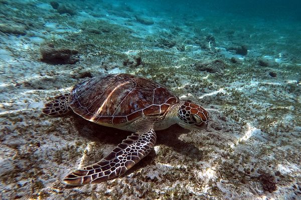 A green sea turtle resting on shallow reef in the Derawan Islands