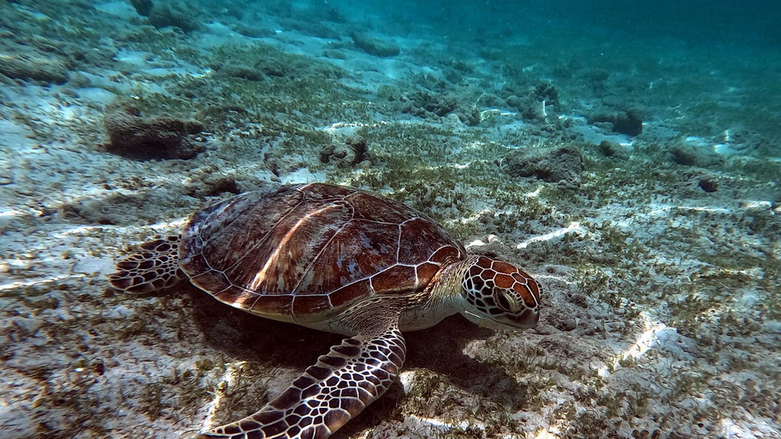 A green turtle resting on the shallow reef off the Gili Islands