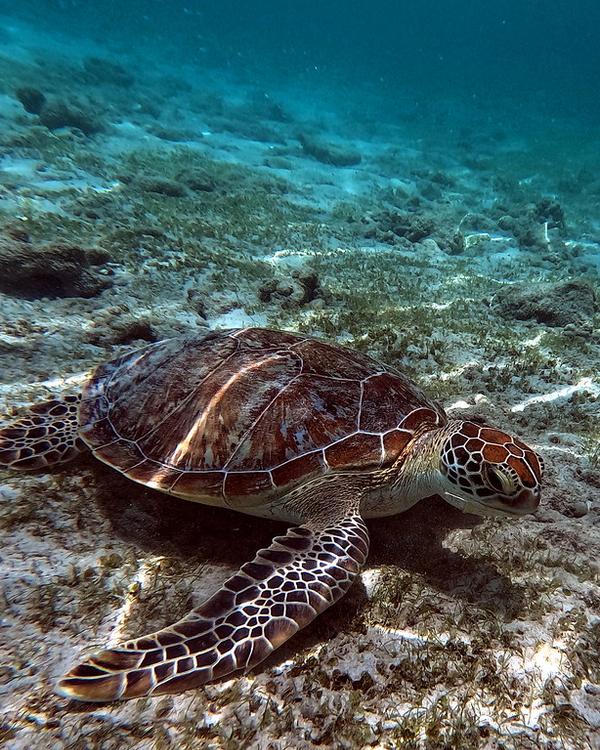 A green sea turtle resting on shallow reef in the Derawan Islands