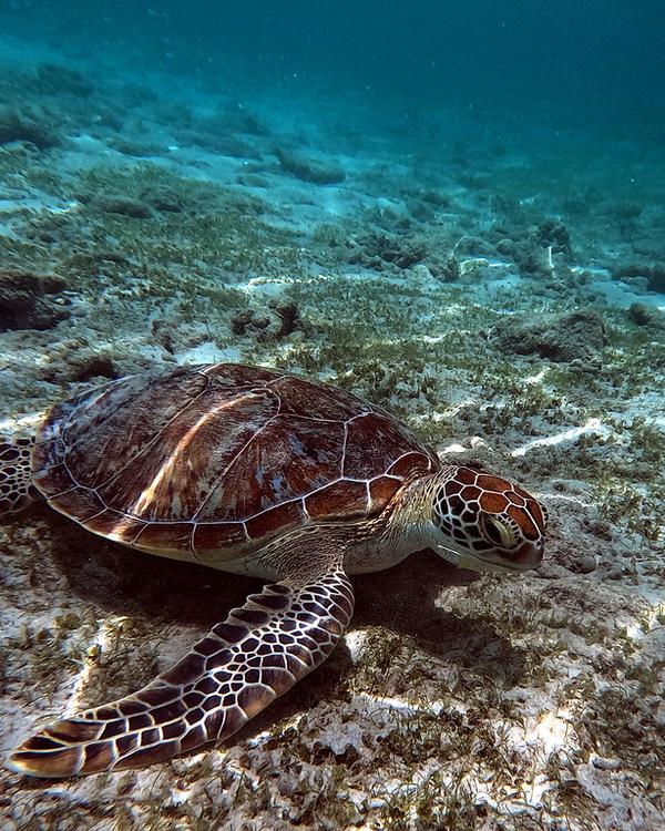 A green turtle resting on the shallow reef off the Gili Islands