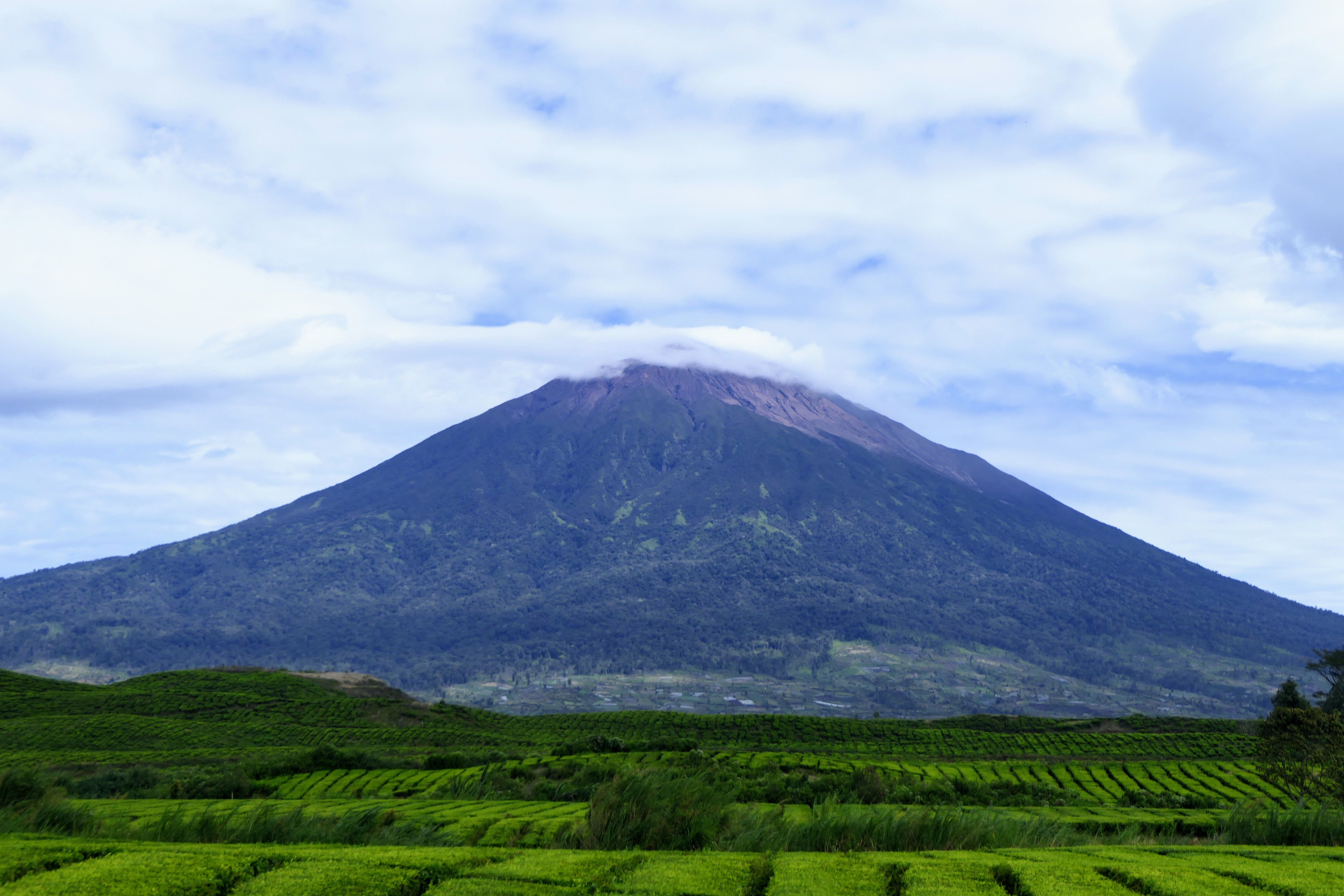 The cone of Mount Kerinci rising behind the tea rows of the Kayu Aro estate in Jambi, Sumatra