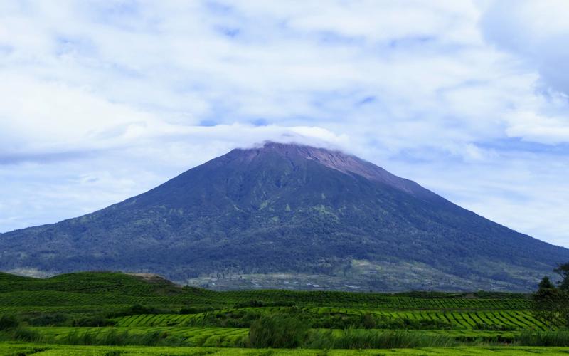 The cone of Mount Kerinci rising behind the tea rows of the Kayu Aro estate in Jambi, Sumatra