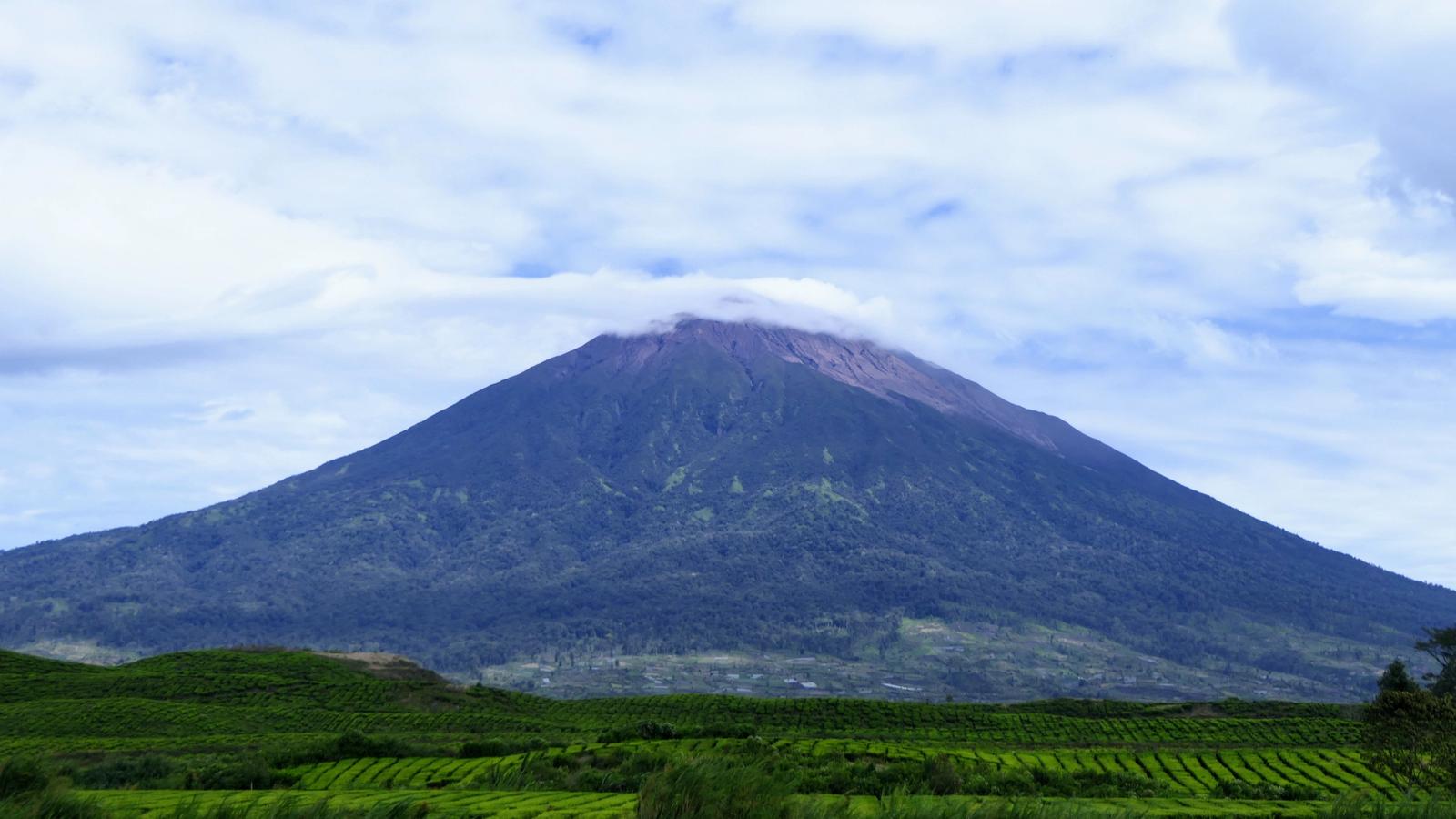 The cone of Mount Kerinci rising behind the tea rows of the Kayu Aro estate in Jambi, Sumatra