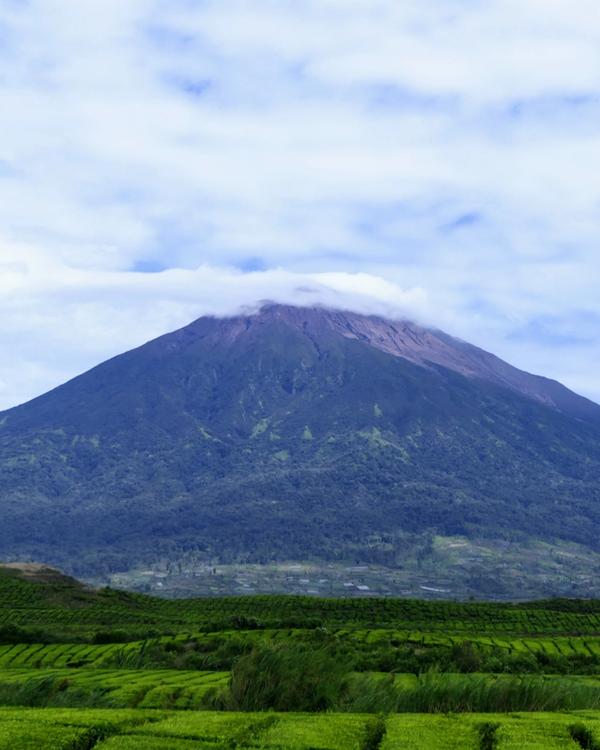 The cone of Mount Kerinci rising behind the tea rows of the Kayu Aro estate in Jambi, Sumatra