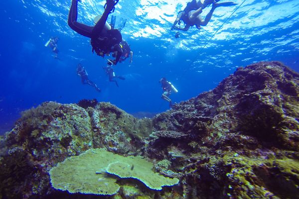Scuba diver over a coral reef in Komodo National Park, Labuan Bajo
