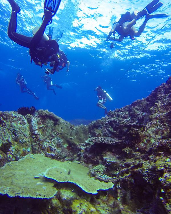Scuba diver over a coral reef in Komodo National Park, Labuan Bajo