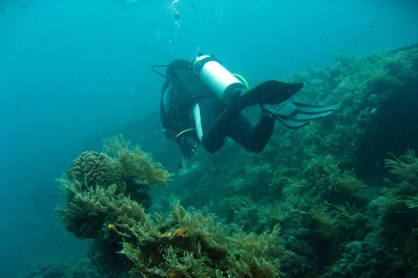 A scuba diver finning over the coral-covered USAT Liberty wreck at Tulamben in east Bali