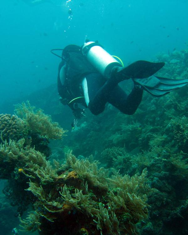 A scuba diver finning over the coral-covered USAT Liberty wreck at Tulamben in east Bali