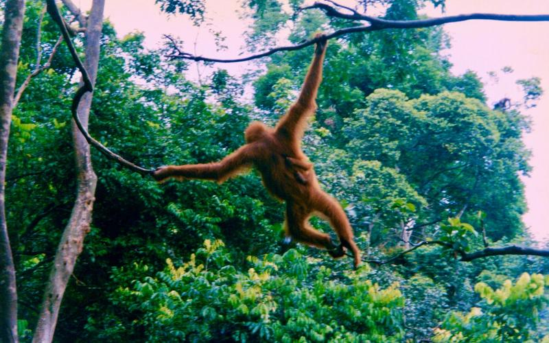7 Days in Bukit Lawang and Lake Toba: Orangutans, Then the Lake — Orangutan and infant Sumatra