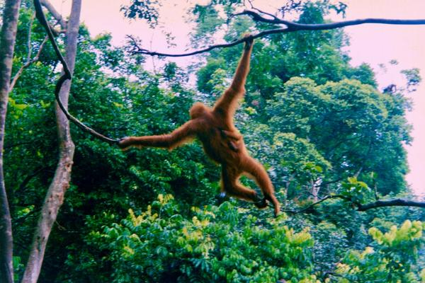 7 Days in Bukit Lawang and Lake Toba: Orangutans, Then the Lake — Orangutan and infant Sumatra