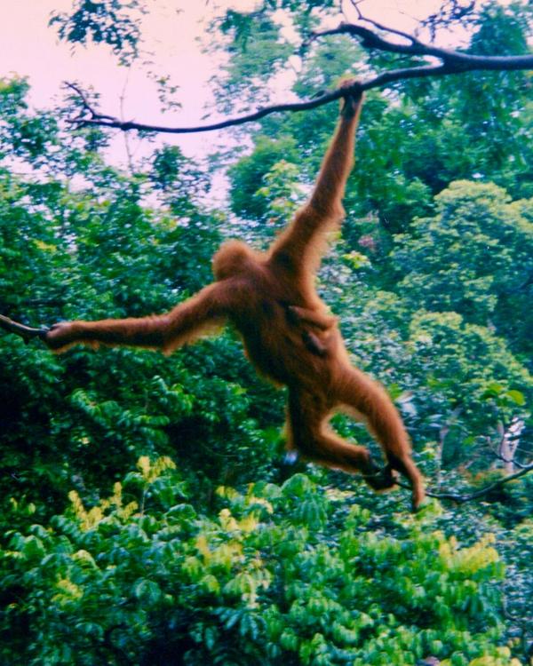 7 Days in Bukit Lawang and Lake Toba: Orangutans, Then the Lake — Orangutan and infant Sumatra