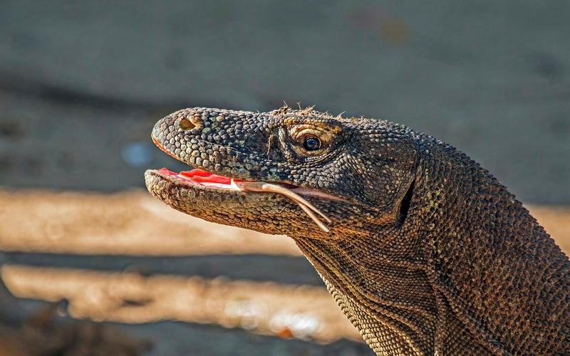 A Komodo dragon in Komodo National Park near Labuan Bajo, Flores