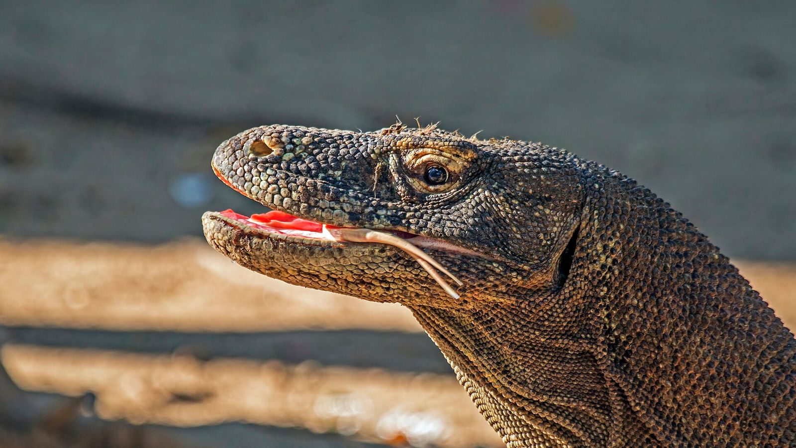 A Komodo dragon in Komodo National Park near Labuan Bajo, Flores