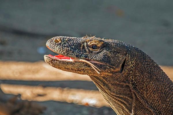 A Komodo dragon in Komodo National Park near Labuan Bajo, Flores