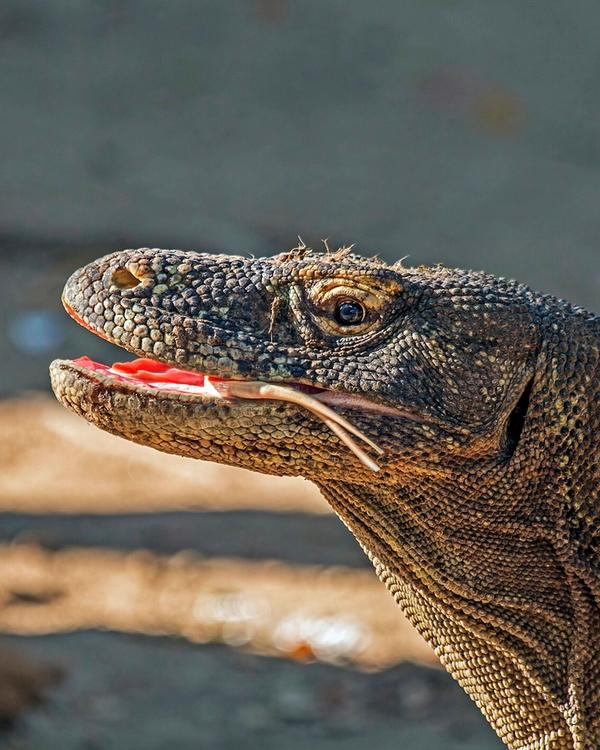 A Komodo dragon in Komodo National Park near Labuan Bajo, Flores