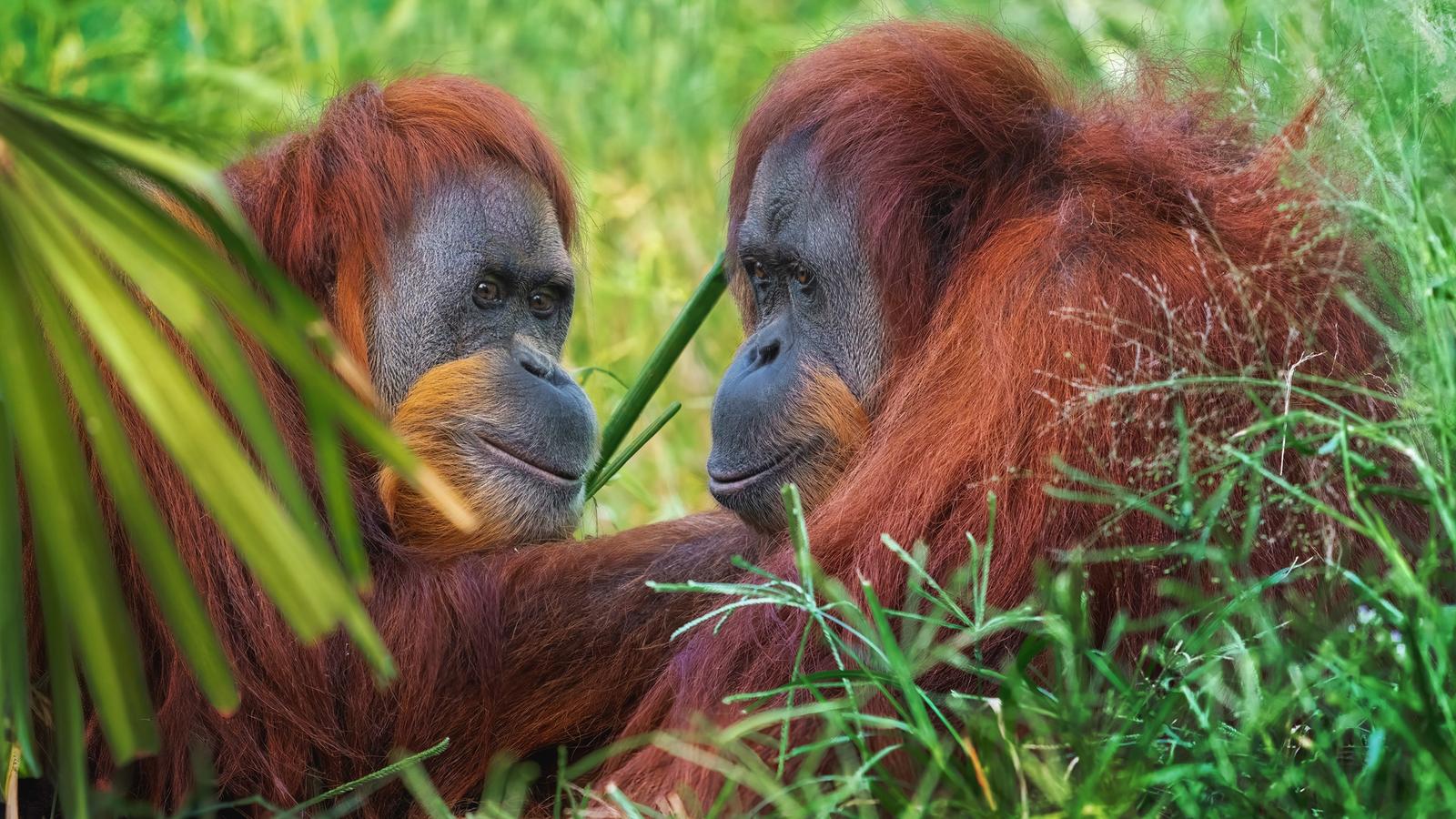Two wild Sumatran orangutans resting together in the green undergrowth of the Gunung Leuser rainforest near Bukit Lawang, North Sumatra
